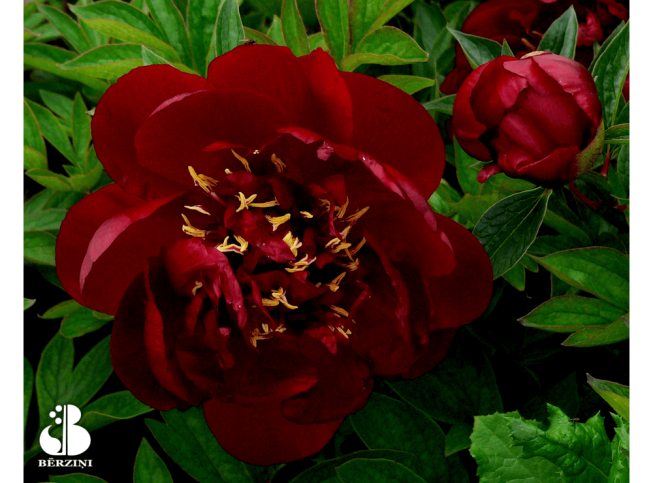 Paeonia   'Buckeye Belle'